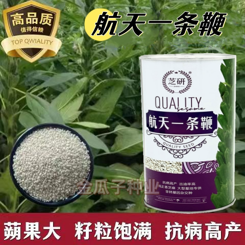 航天一条鞭白芝麻种子非转基因高产高油耐旱抗病 农家春夏播种孑