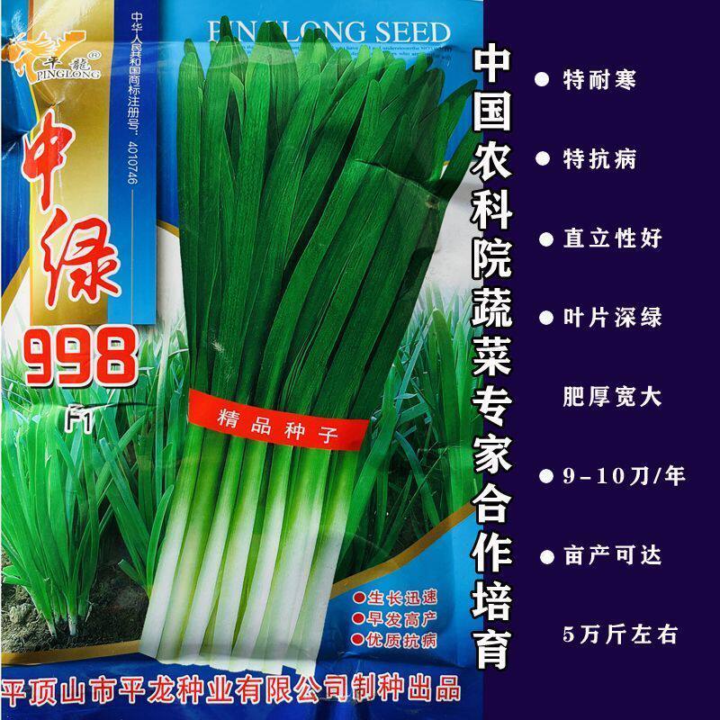 中绿998韭菜种子抗寒高产直立性好不休眠四季播家庭阳台河南韭菜