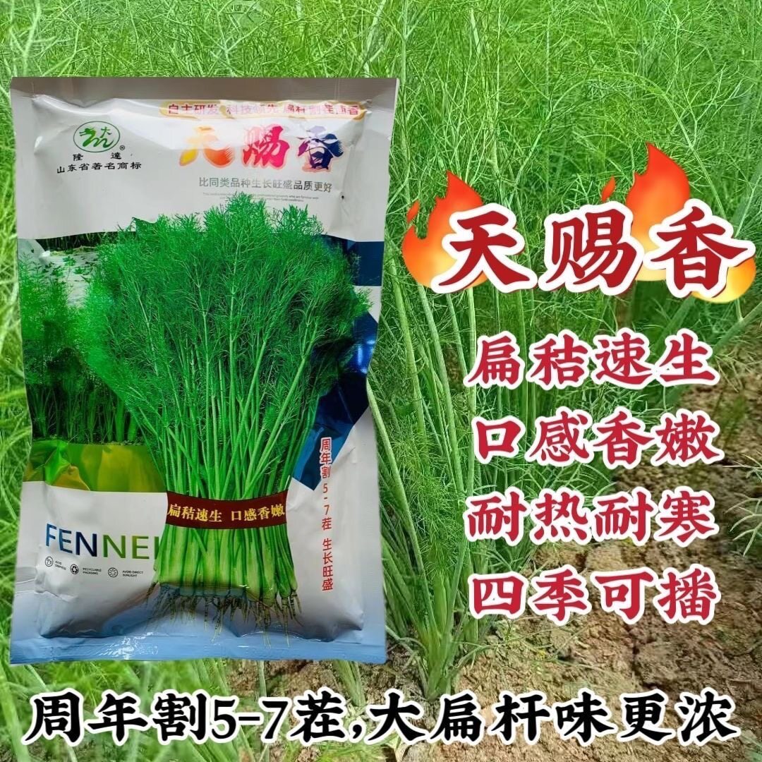 天赐香割茬茴香种子耐热耐寒一年四季茴香种子大扁杆茴香籽香味浓