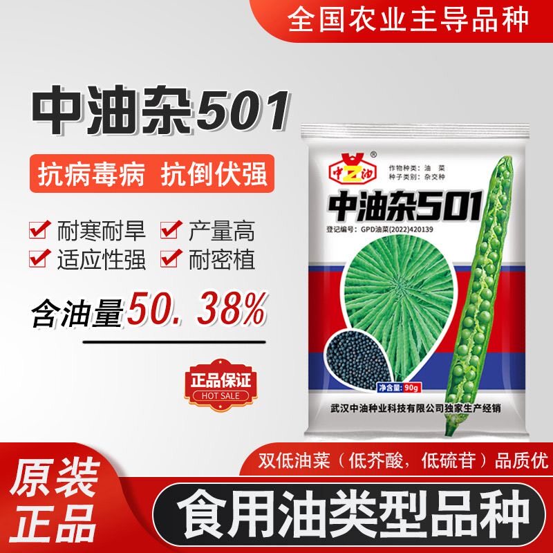 特高产高油油菜种子杂501抗倒伏抗病性强杂交非转基因 油菜籽