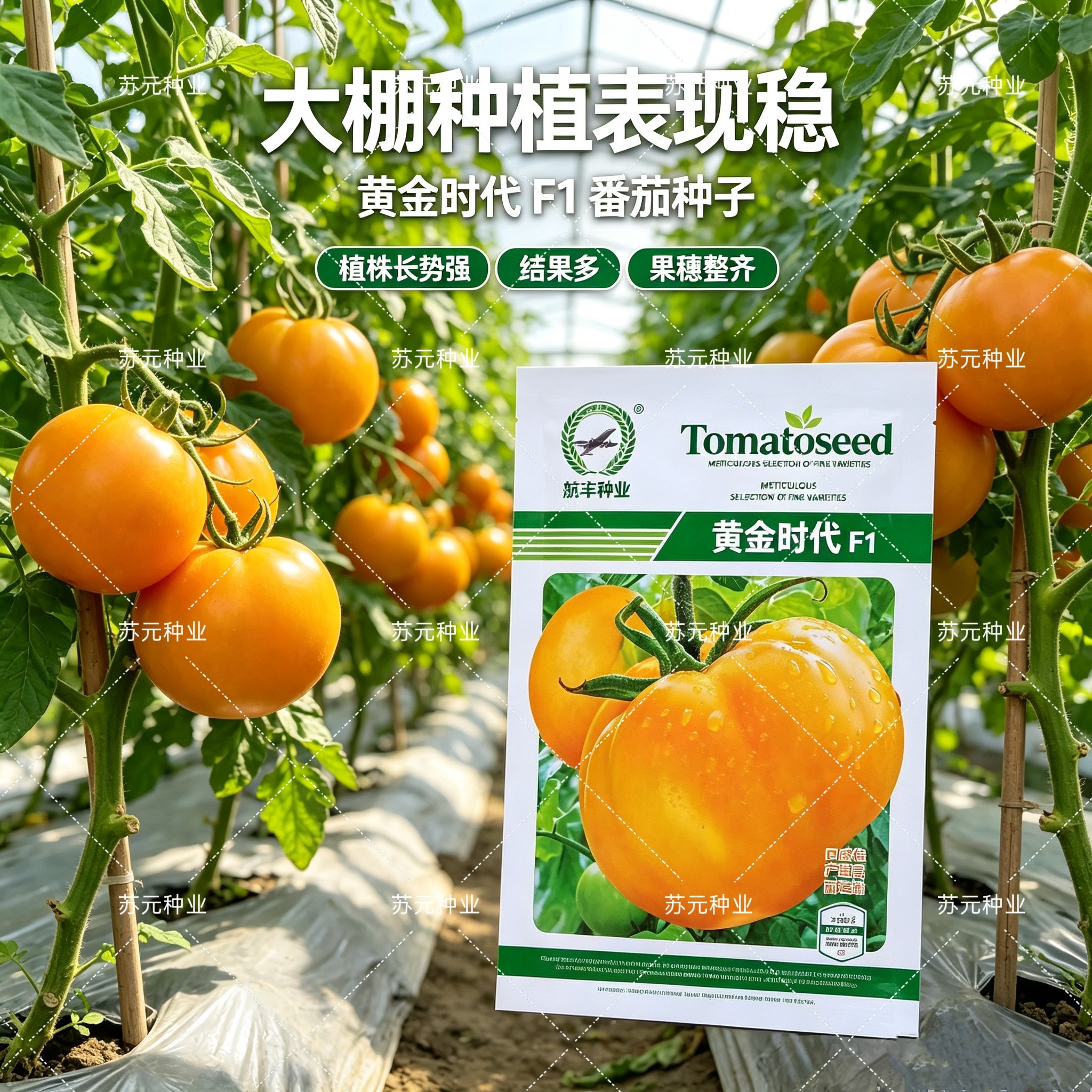 黄金时代橙黄色番茄种子无限生长春秋高圆大果西红柿种籽