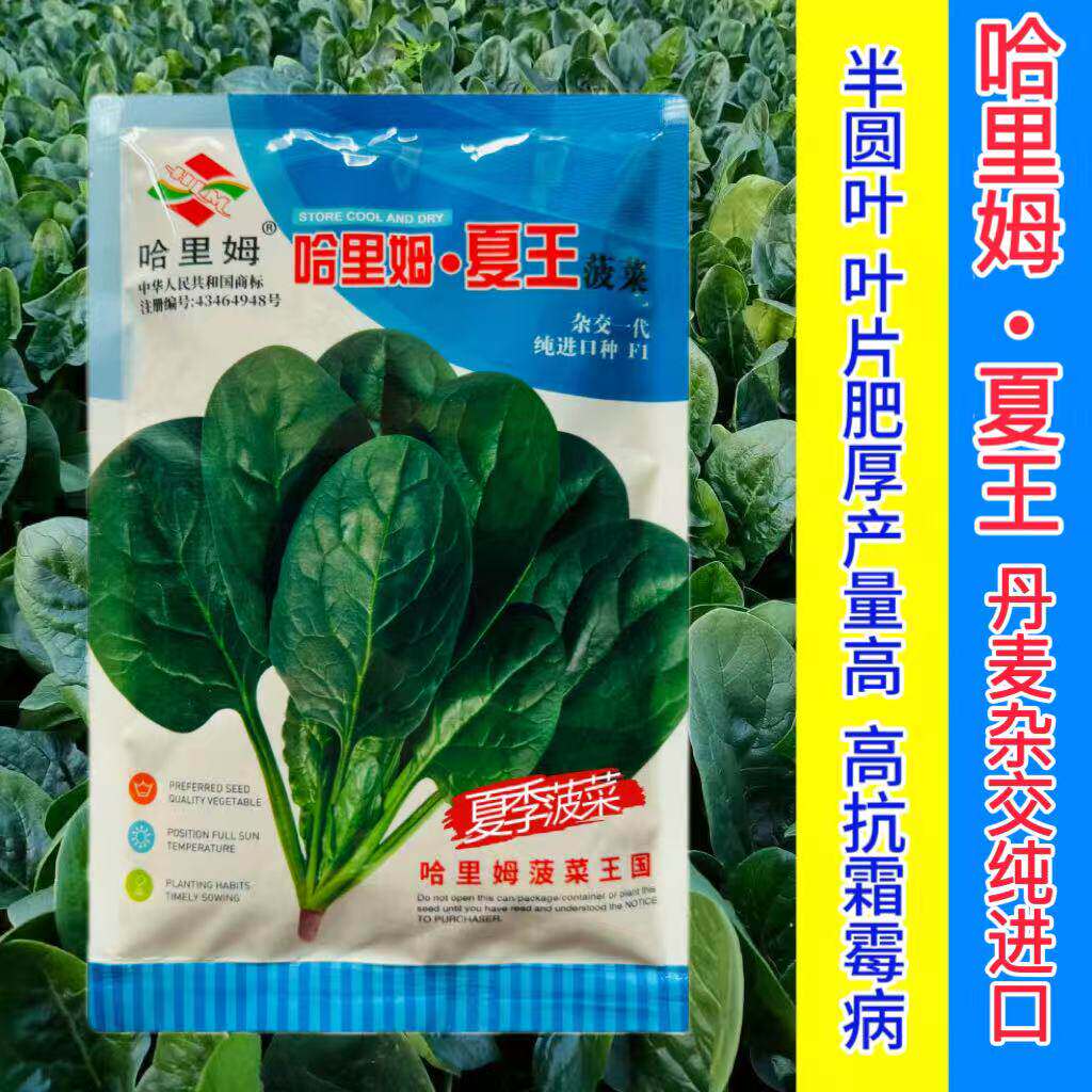 国外进口哈里姆夏王菠菜种子高产抗病耐高温大叶菠菜种籽四季播
