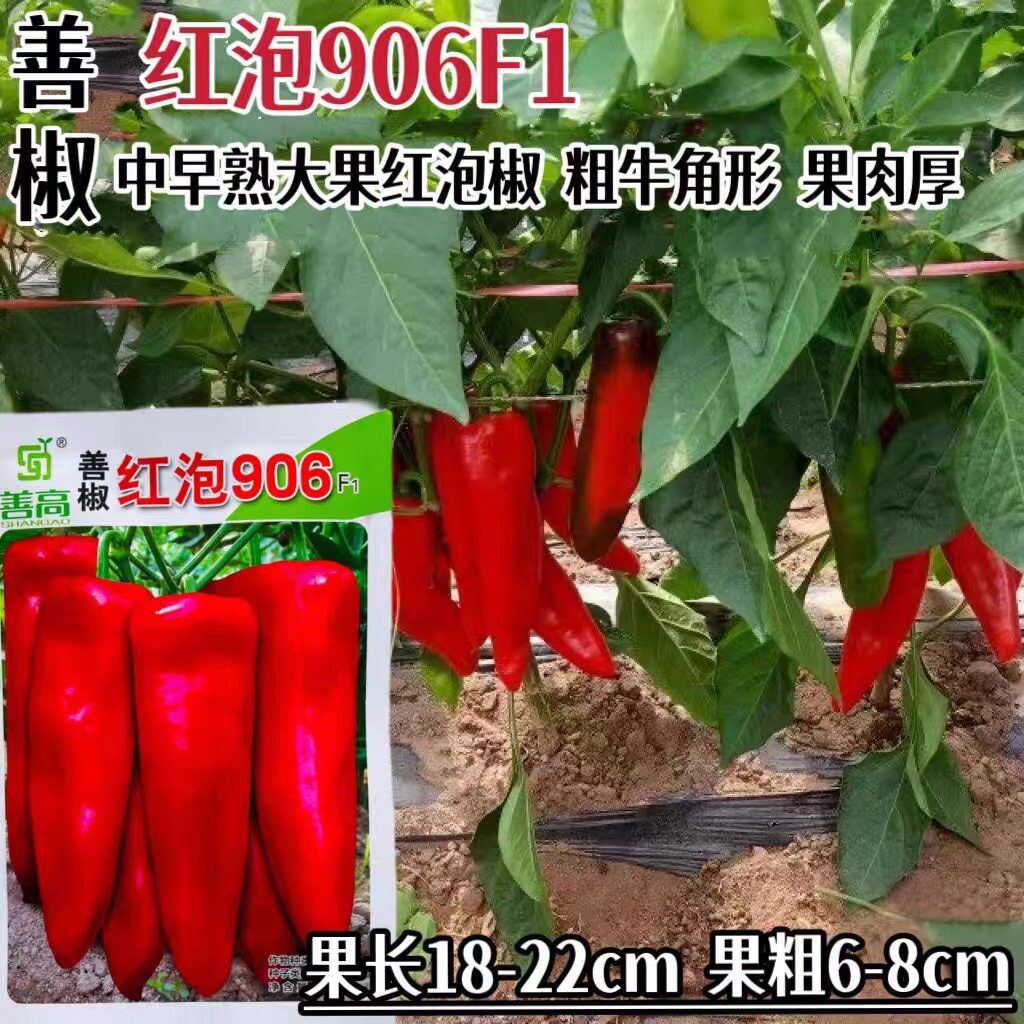 善椒红泡906辣椒种子早熟大红椒果粗牛角型抗性好耐热红泡辣椒籽