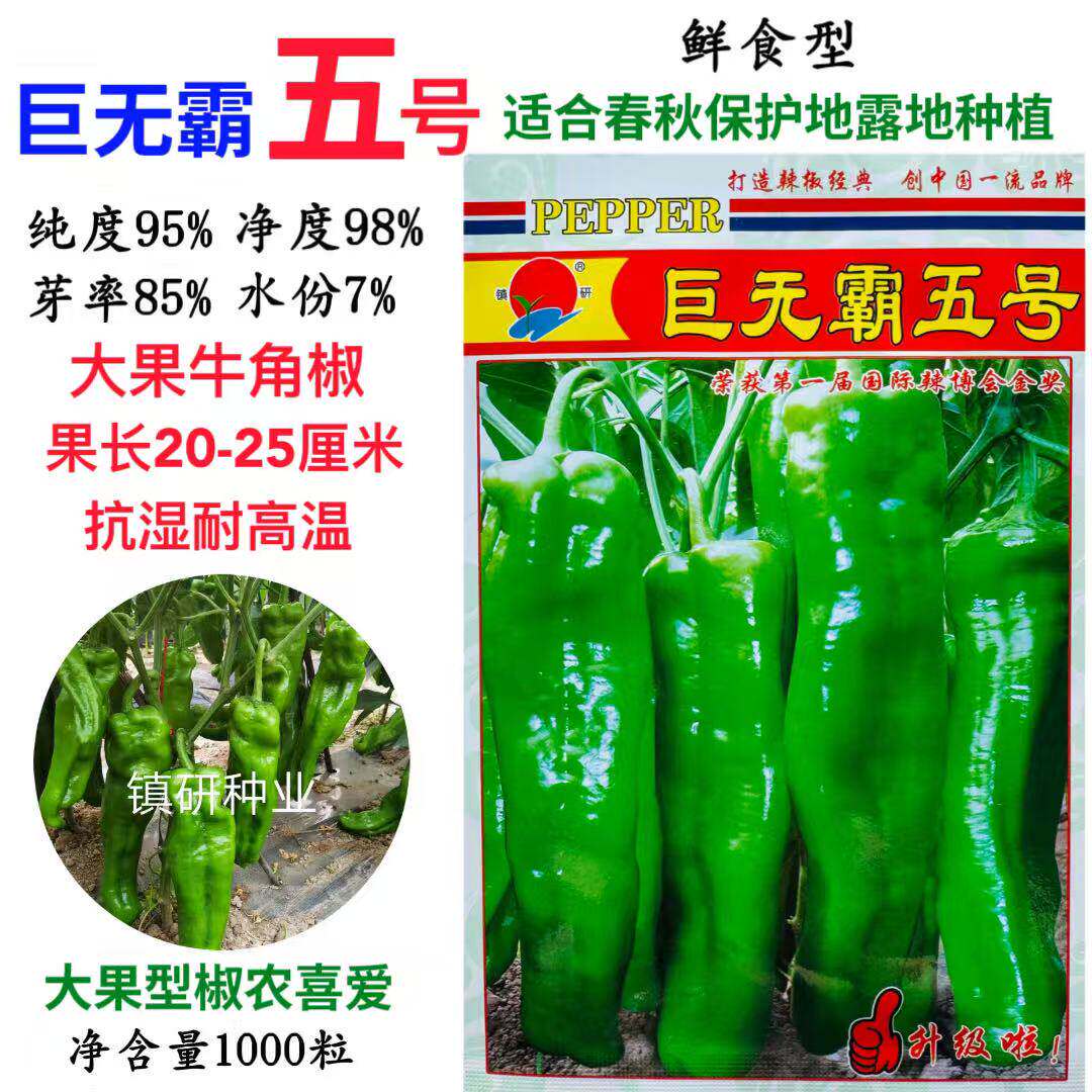 镇研巨无霸五号辣椒种子早熟大果牛角椒种籽微辣春秋播种抗病高产