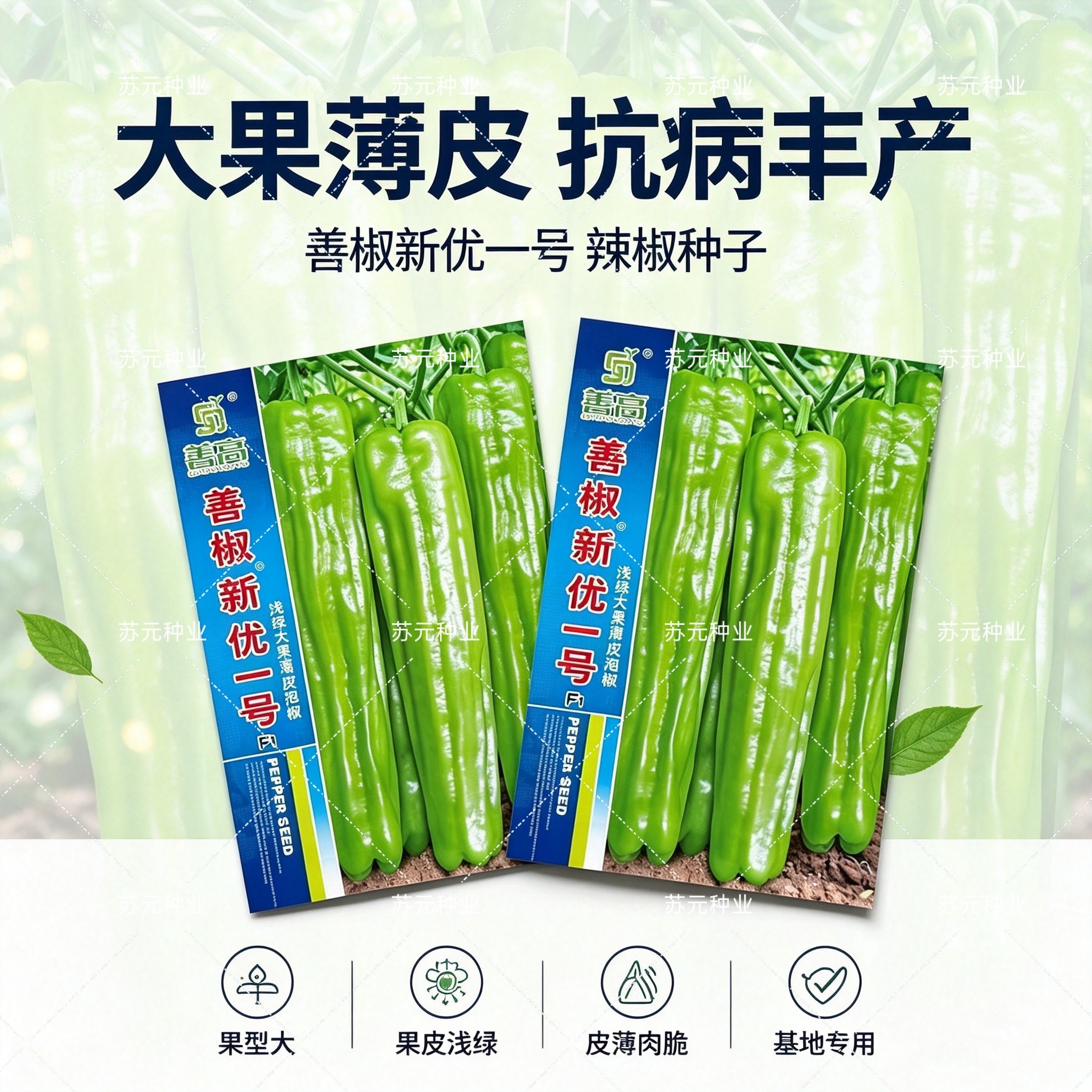 善椒新优一号大果形泡椒种子早中熟长灯笼形味微辣皮薄质脆春秋种