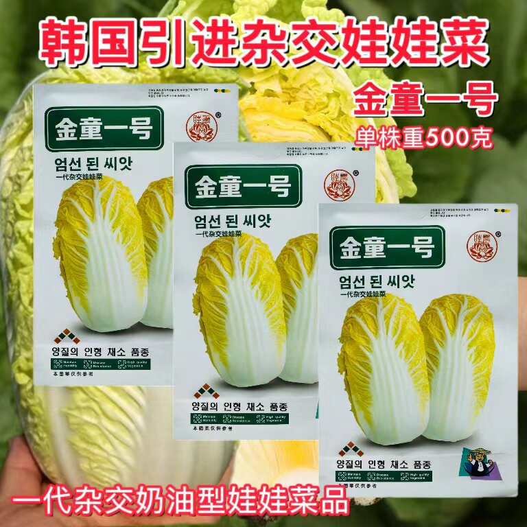 金童一号娃娃菜种籽秋季高山娃娃菜种子叠抱耐抽苔黄心大白菜种孑