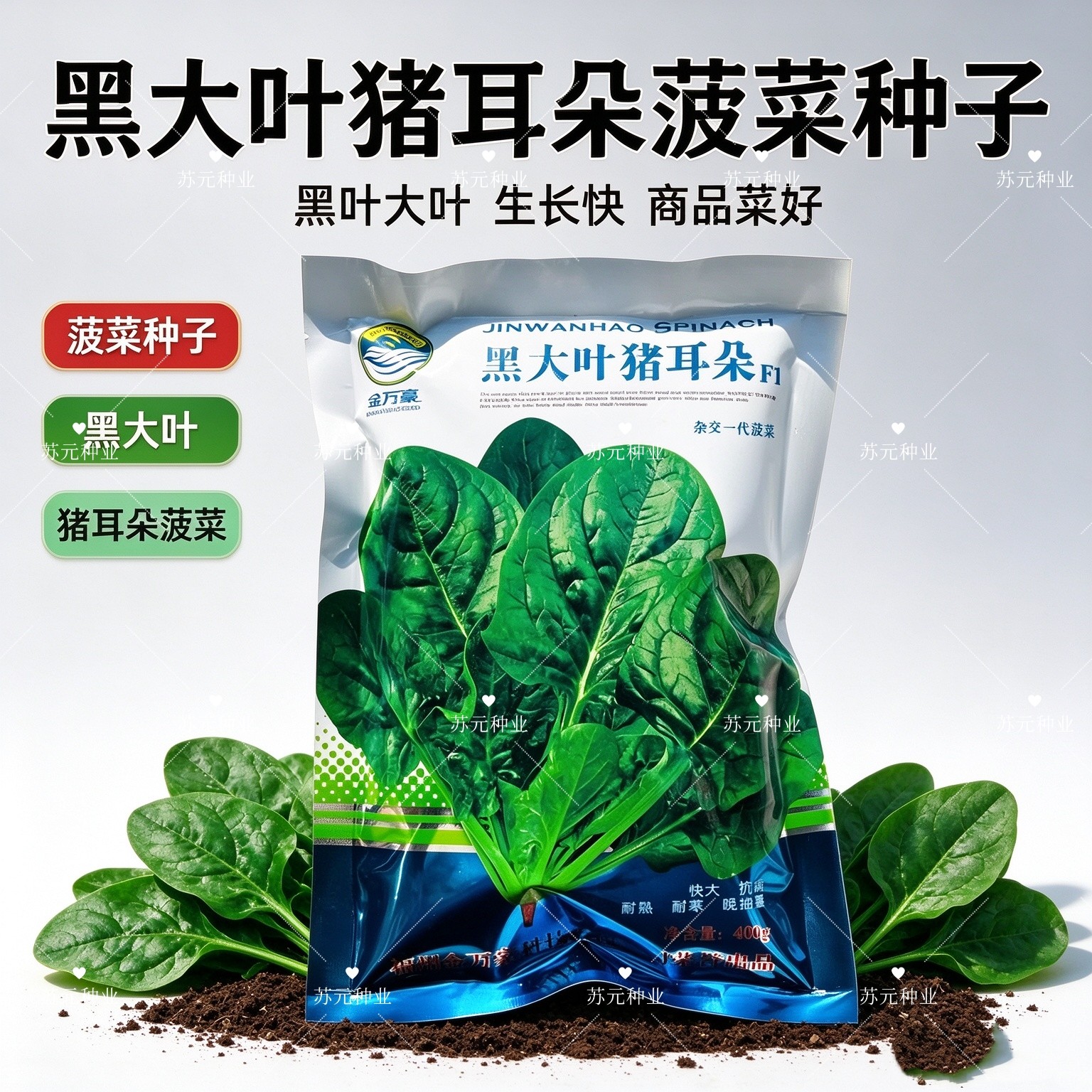 黑大叶猪耳朵菠菜种子耐抽苔抗病高产春秋播菠菜种籽四季蔬菜种孑