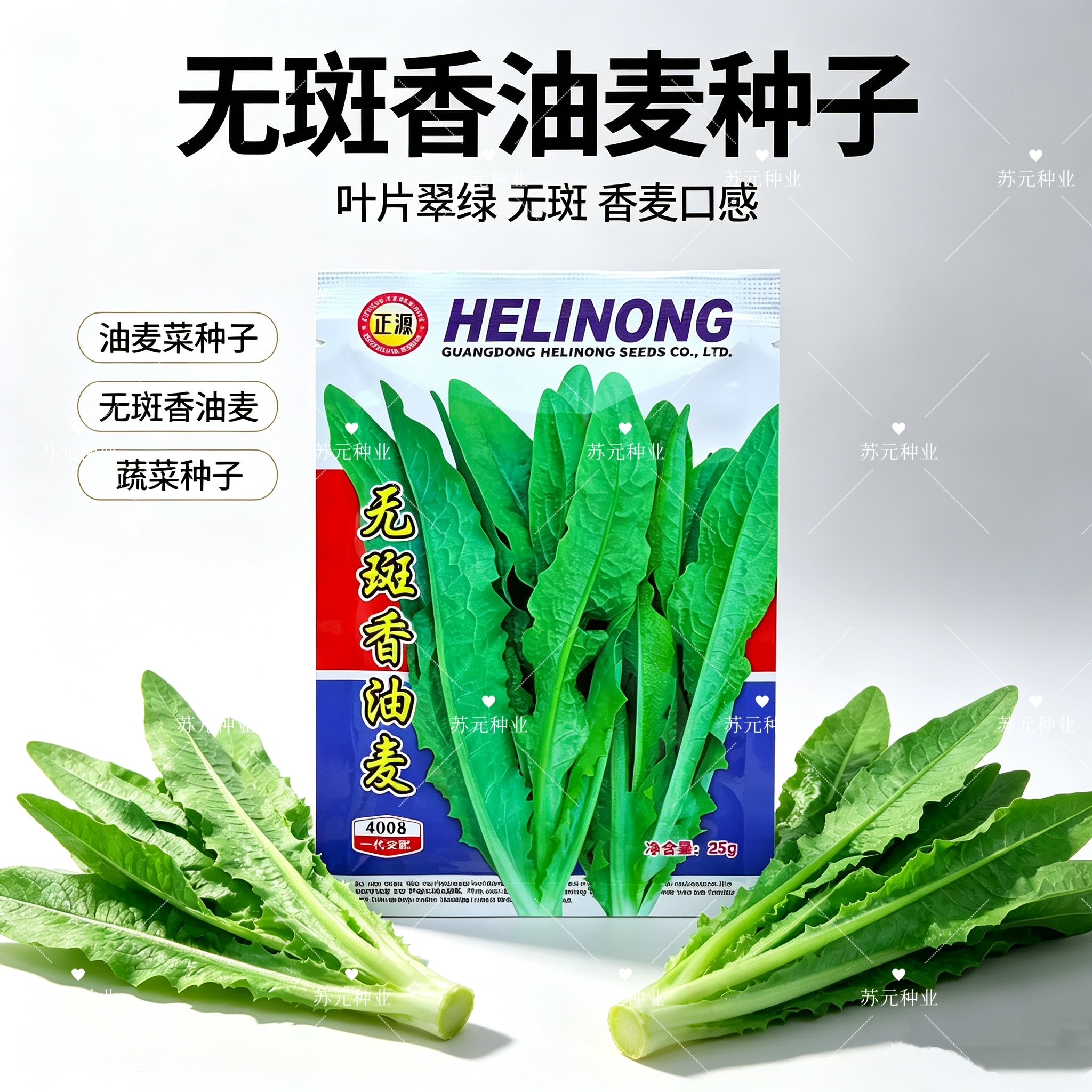 正源无斑香油麦菜种子中早熟丰产无斑油麦菜种子尖叶油绿纤维少