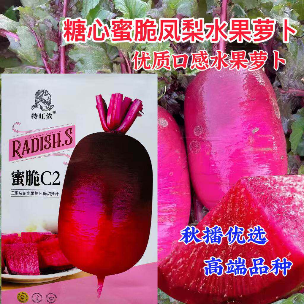 新种蜜脆c2三系杂交紫皮紫肉水果萝卜种子肉色红紫色酥脆香甜多汁