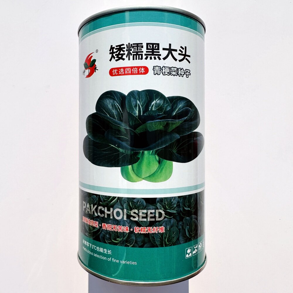 矮糯黑大头青梗菜种子矮生黑油菜家庭园艺种子