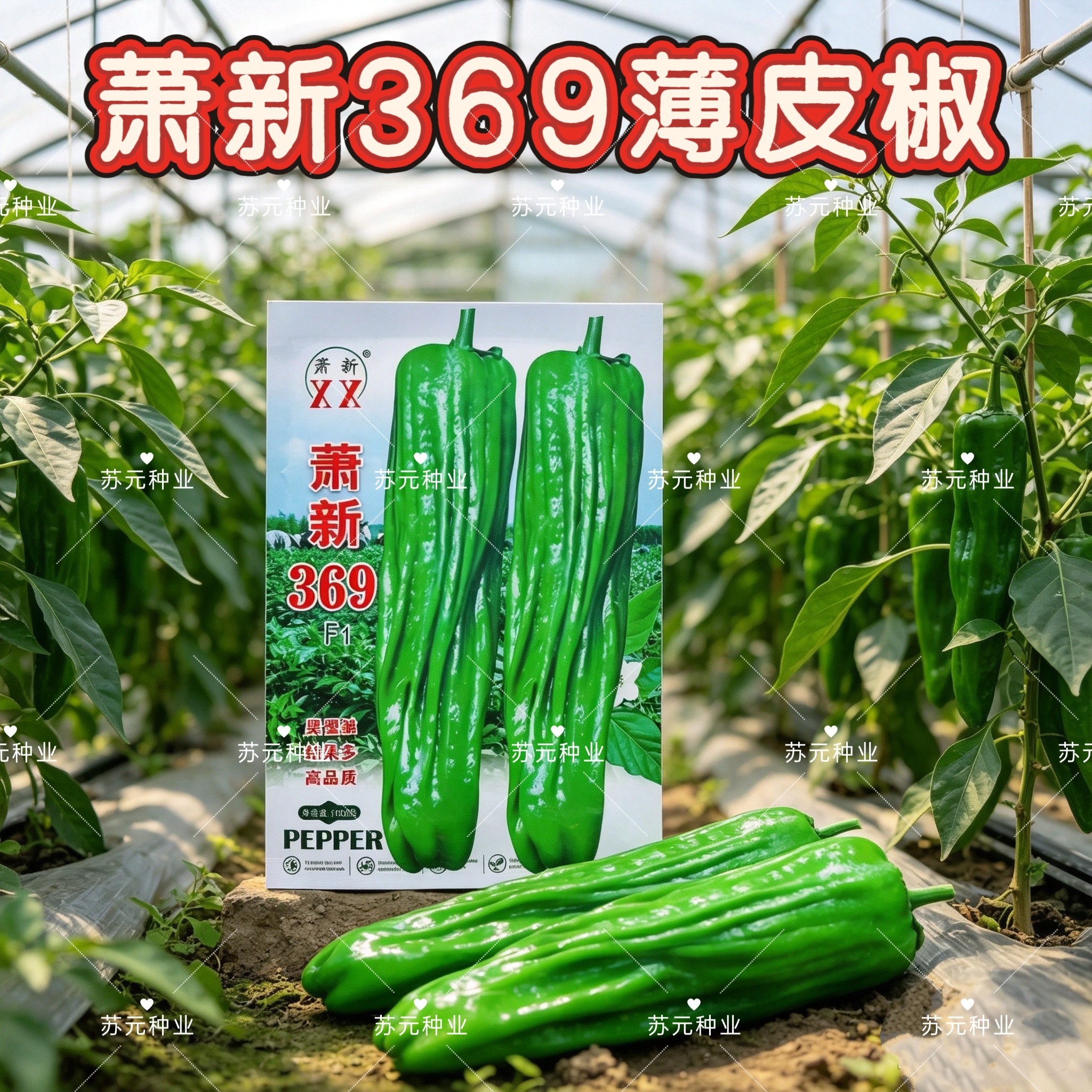 萧新369早熟薄皮椒种子长灯笼型果色翠绿竖褶多辣味中等春秋播种