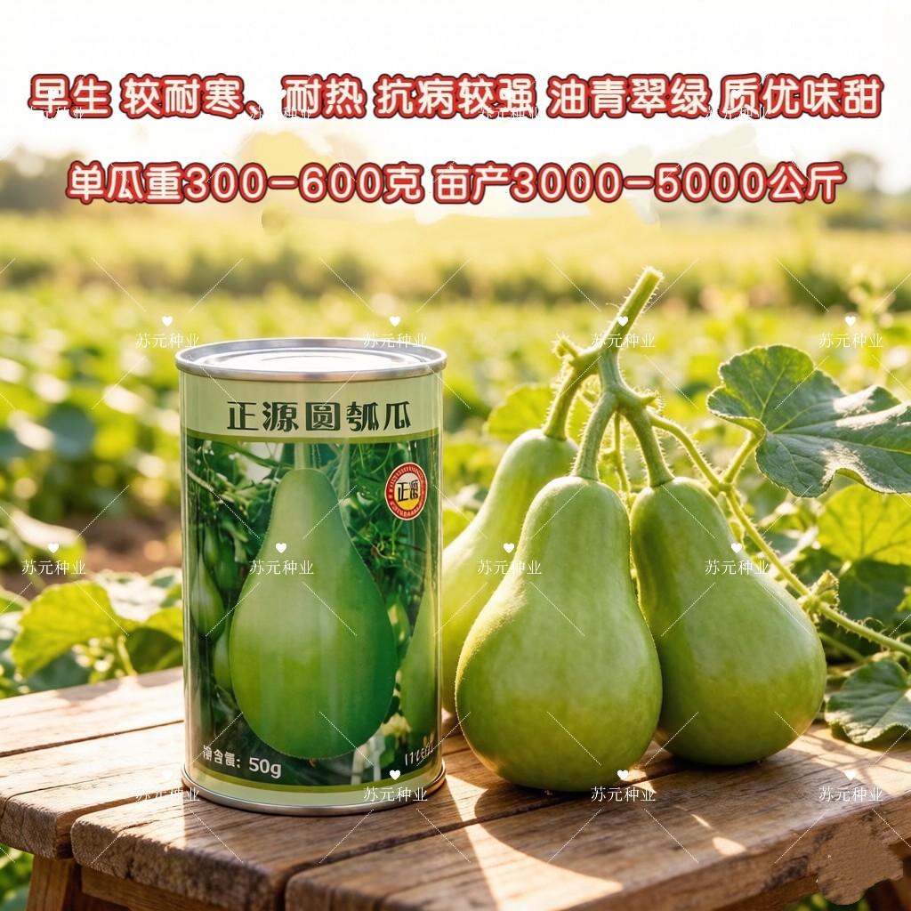 正源圆瓠瓜种子早熟高产甜蒲瓜菜葫芦耐寒耐热抗病大田基地专用种