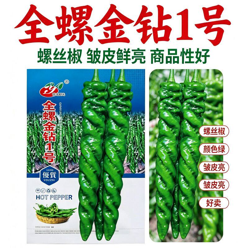 全螺金钻1号辣椒种子早熟全螺旋麻面长果螺丝椒籽高产辣椒种孑