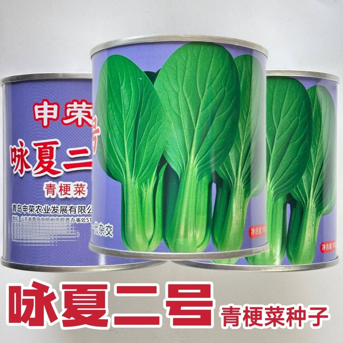 申荣咏夏二号杂交青梗菜种子直立耐热青菜生长快速鲜嫩味美蔬菜籽