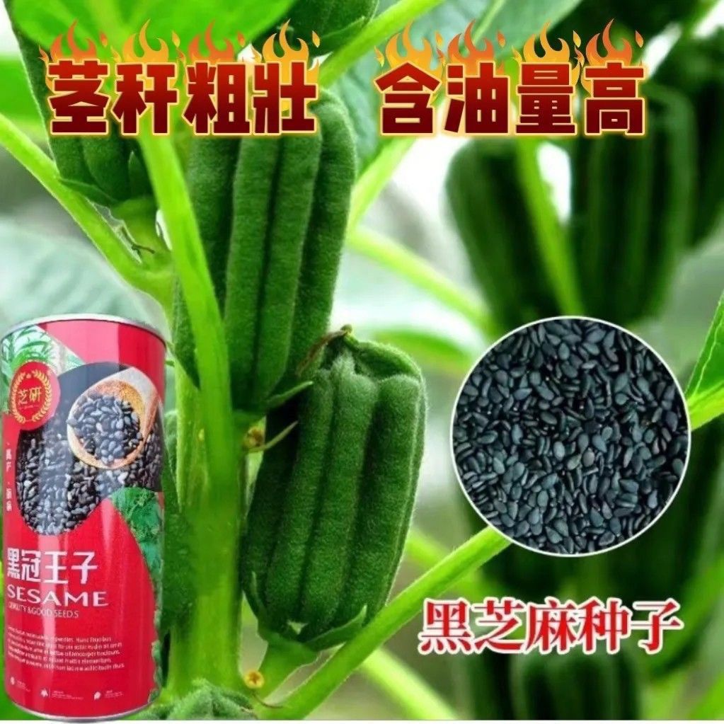 芝研黑冠王子黑芝麻种子非转基因芝麻种子早熟食两用高油芝麻种籽