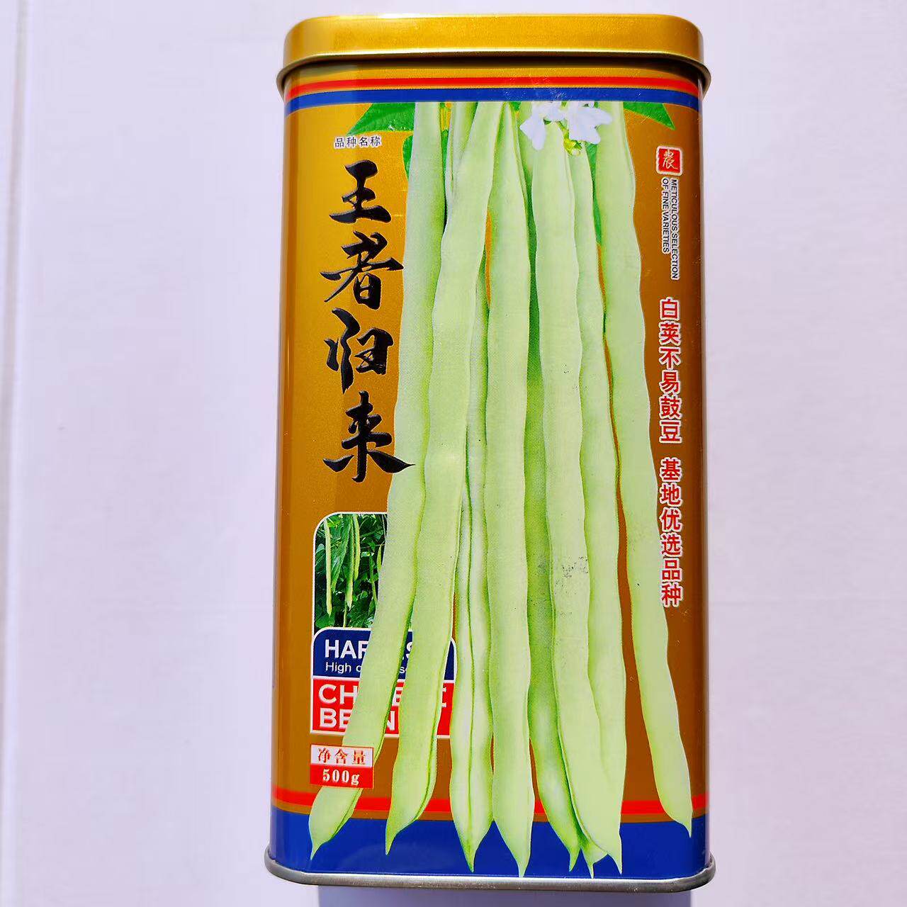 王者归来芸豆架豆种子白绿色圆长荚农家春秋播种精选四季豆种籽