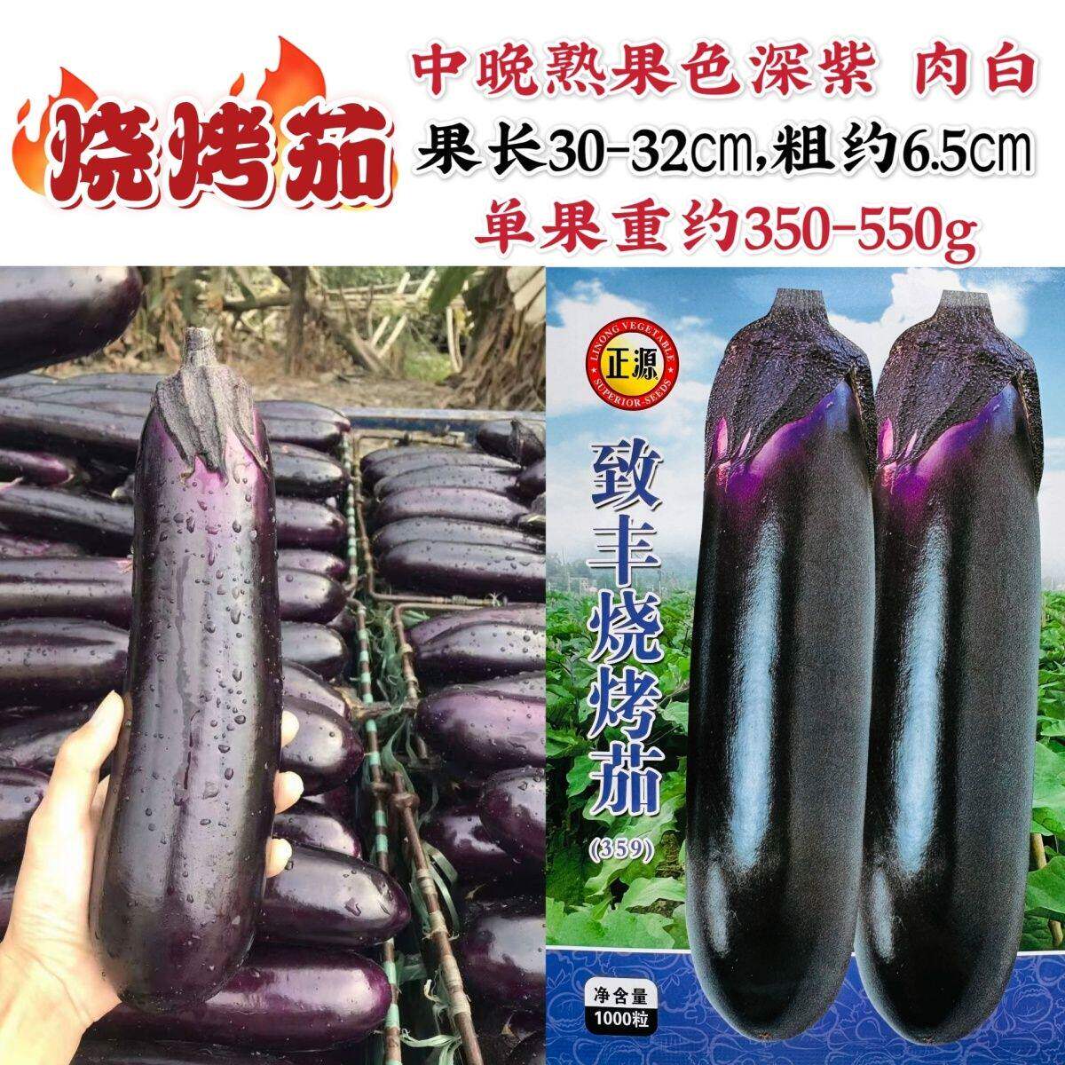 正源茄子种子致丰烧烤茄种子深紫色茄种长条粗棒形茄子种果肉白色