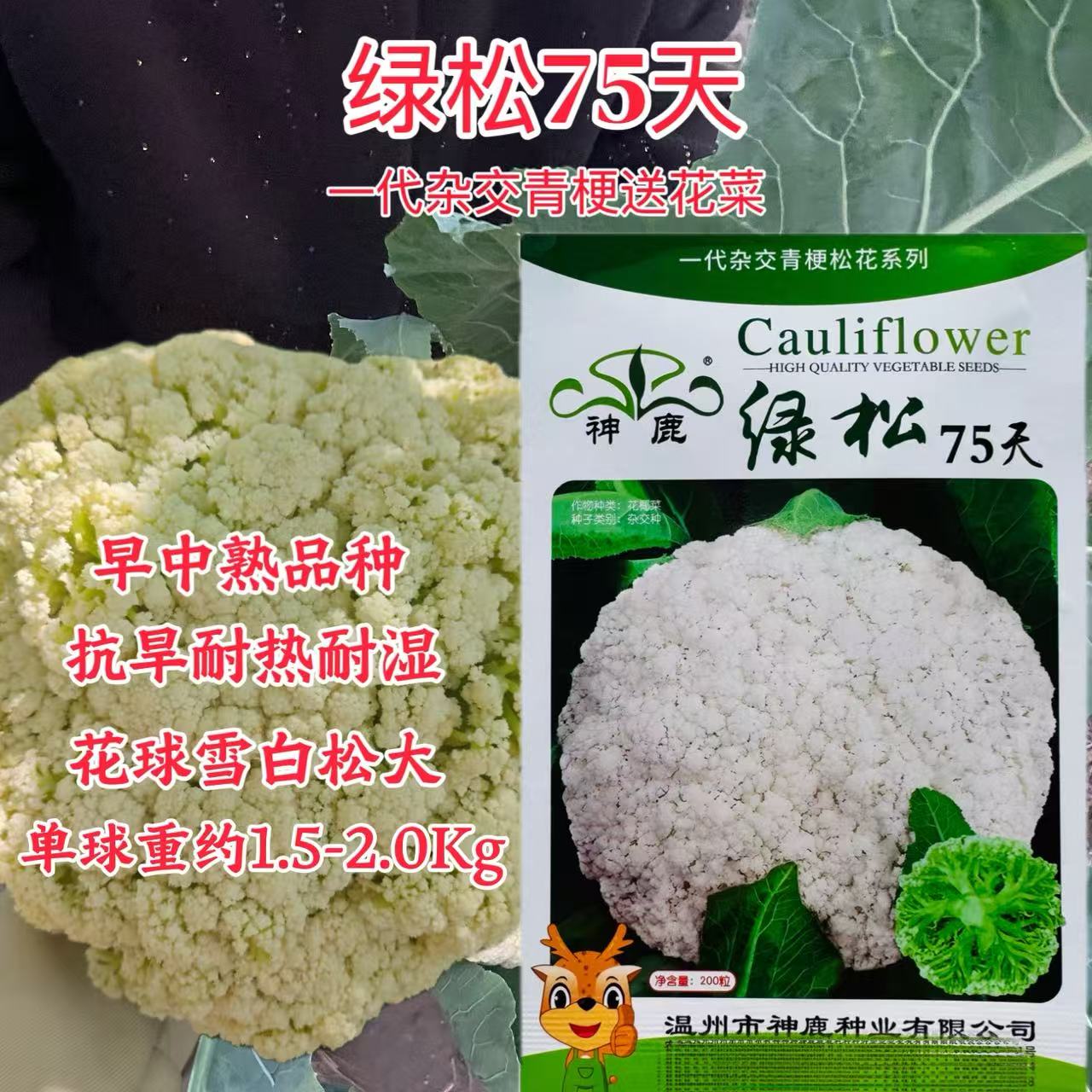 绿松75天松花菜种子早中熟耐热耐湿抗旱生长快花球雪白松大花椰菜