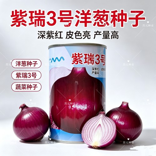 紫瑞3号洋葱种子深紫红 皮色亮产量高 中日照半高桩 生食口感好