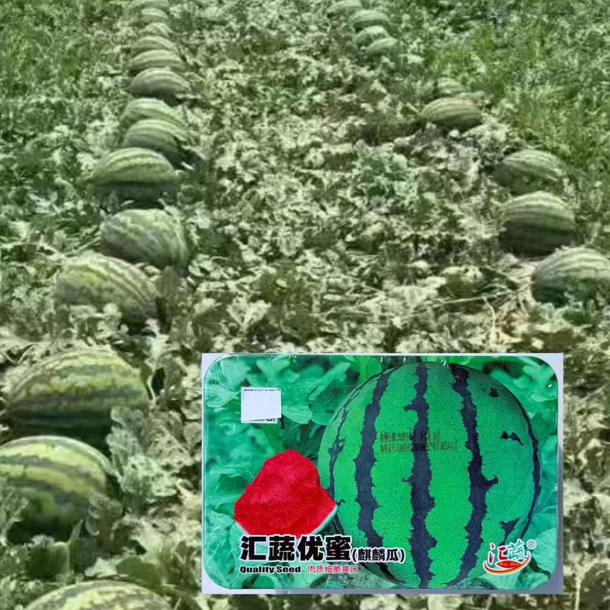 汇蔬优蜜麒麟西瓜种子超甜特大早熟高产耐裂果冰糖麒麟西瓜种籽子