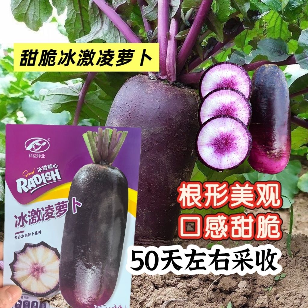 科益冰激凌萝卜种子冰雪糖心黑皮紫芯水果萝卜富含花青素萝卜种籽