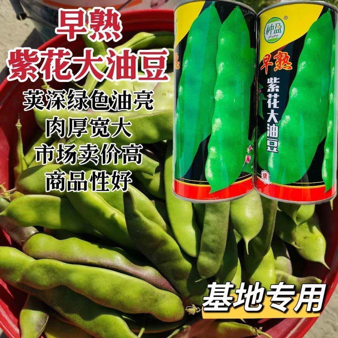 早熟紫花大油豆种子早熟豆角种籽豆荚深绿东北大油豆角种孑大宽荚