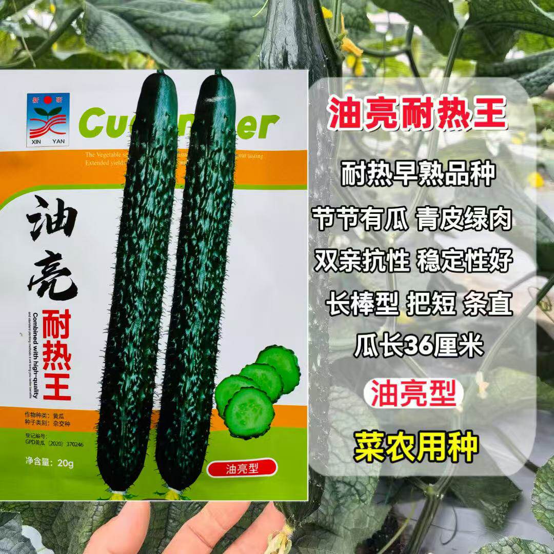 油亮耐热王黄瓜种子绿瓤长黄瓜种籽春夏秋季耐热密刺大田高产早熟