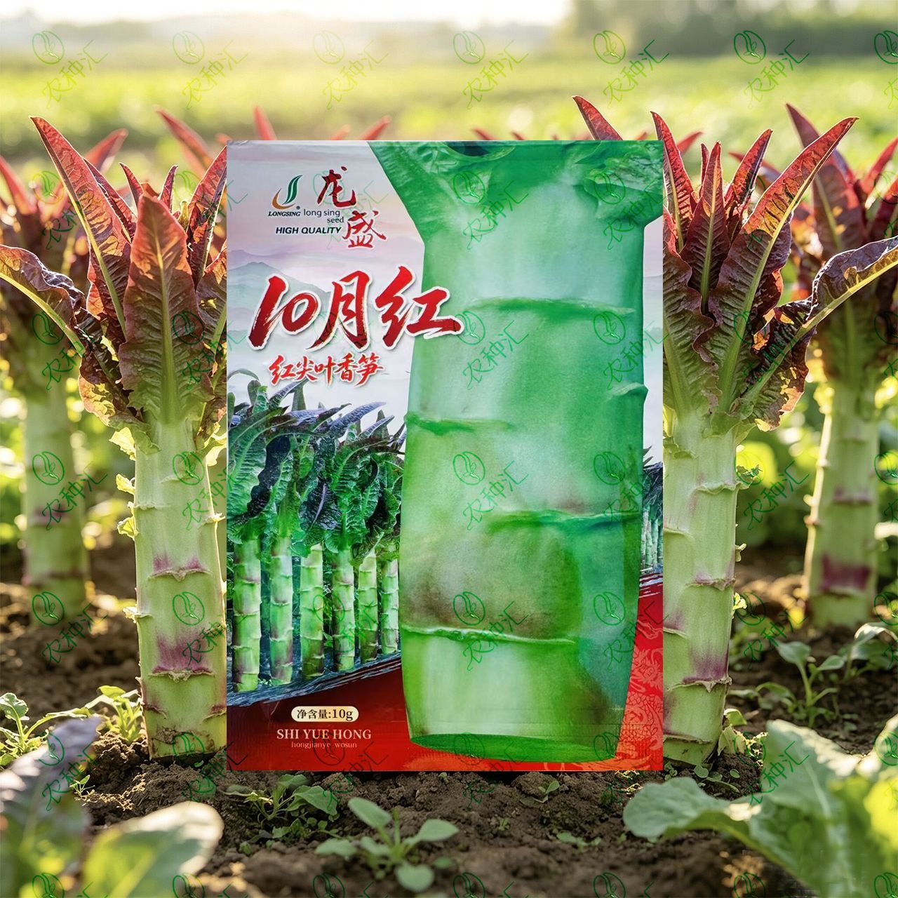 龙盛10月红红尖叶香笋种子香莴笋秋冬早春种植红尖叶茎用莴苣蔬菜