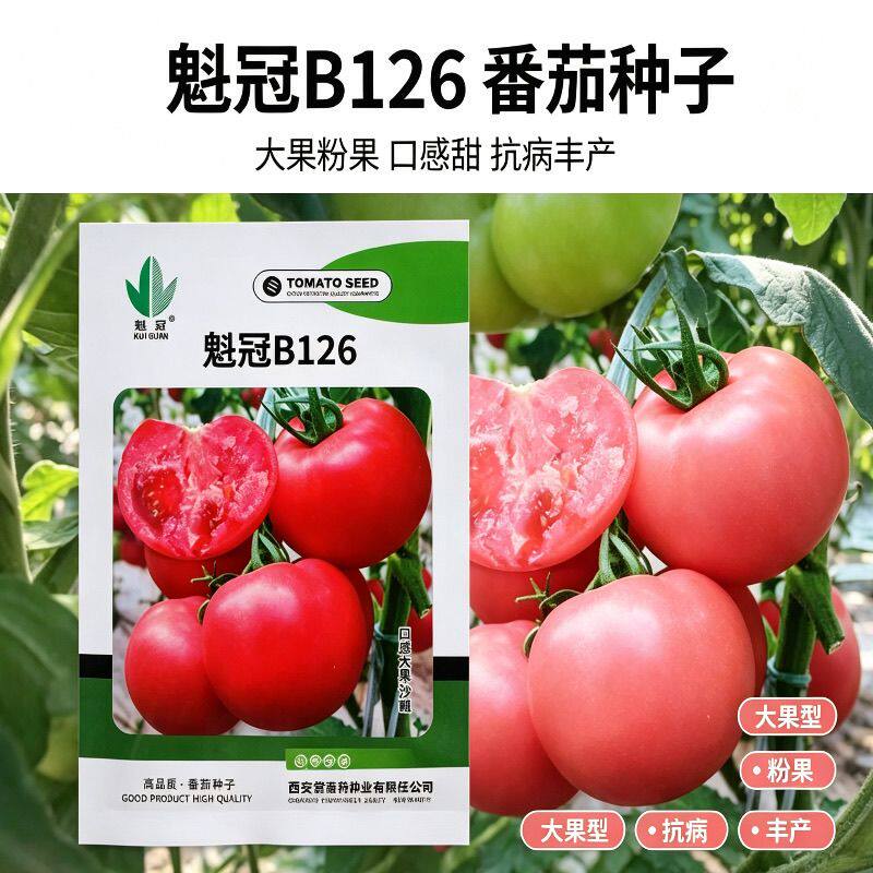 魁冠B126大果型番茄西红柿种子 坐果能力强 综合抗性好粉果沙瓤