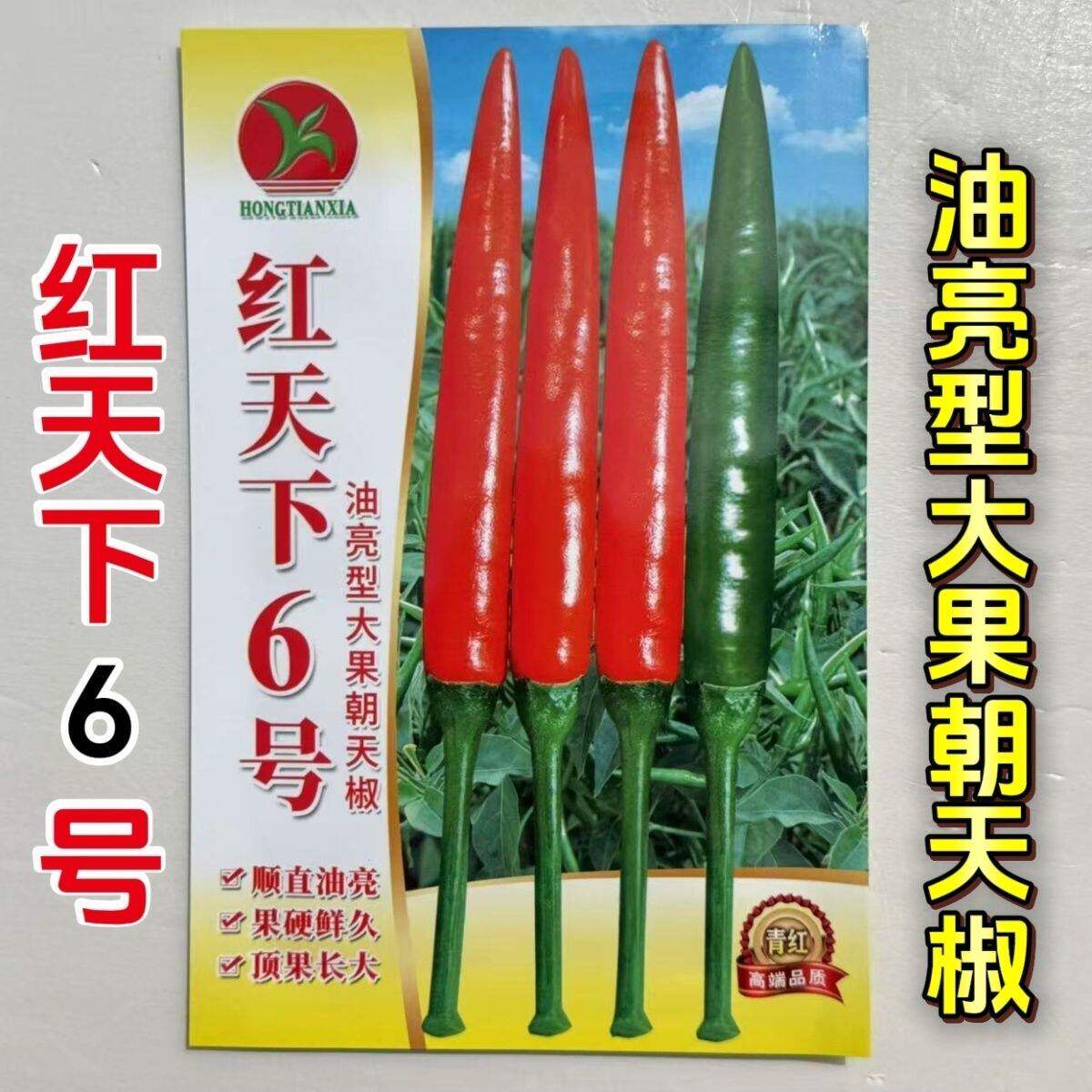 红天下6号油亮型朝天椒种子中早熟大号朝天椒种子青红两用硬度好