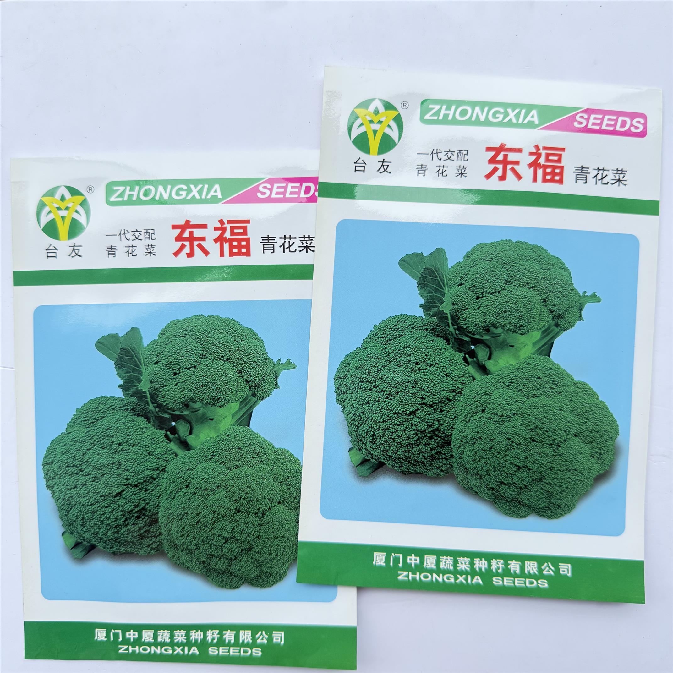 东福青花菜种子中晚熟耐寒性强花蕾紧密蕾粒细小西兰花蔬菜种