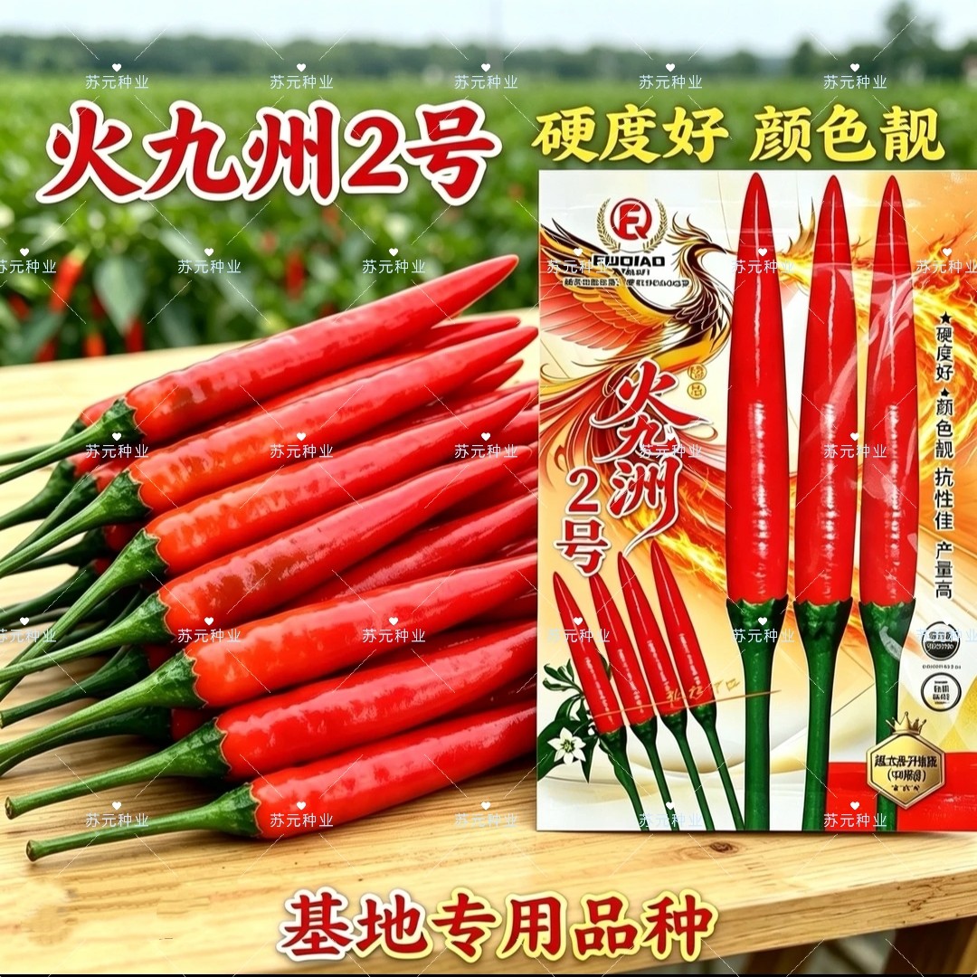 火九洲2号改良大果朝天椒种子泰国引进云南热销硬度好高产把柄长