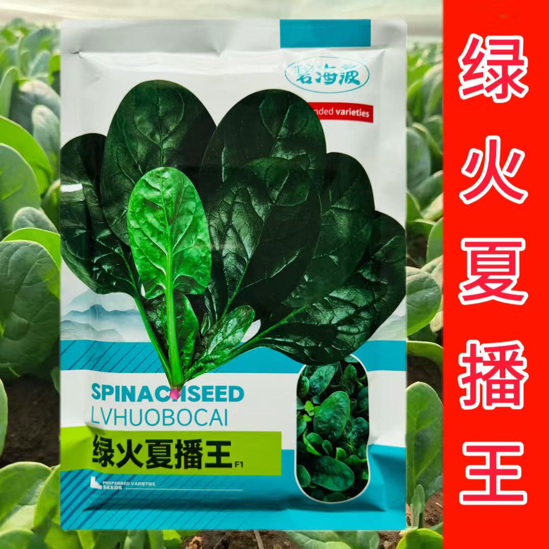 绿火夏播王大叶菠菜种子春季四季播秋季耐热圆叶夏季抗病高产种籽