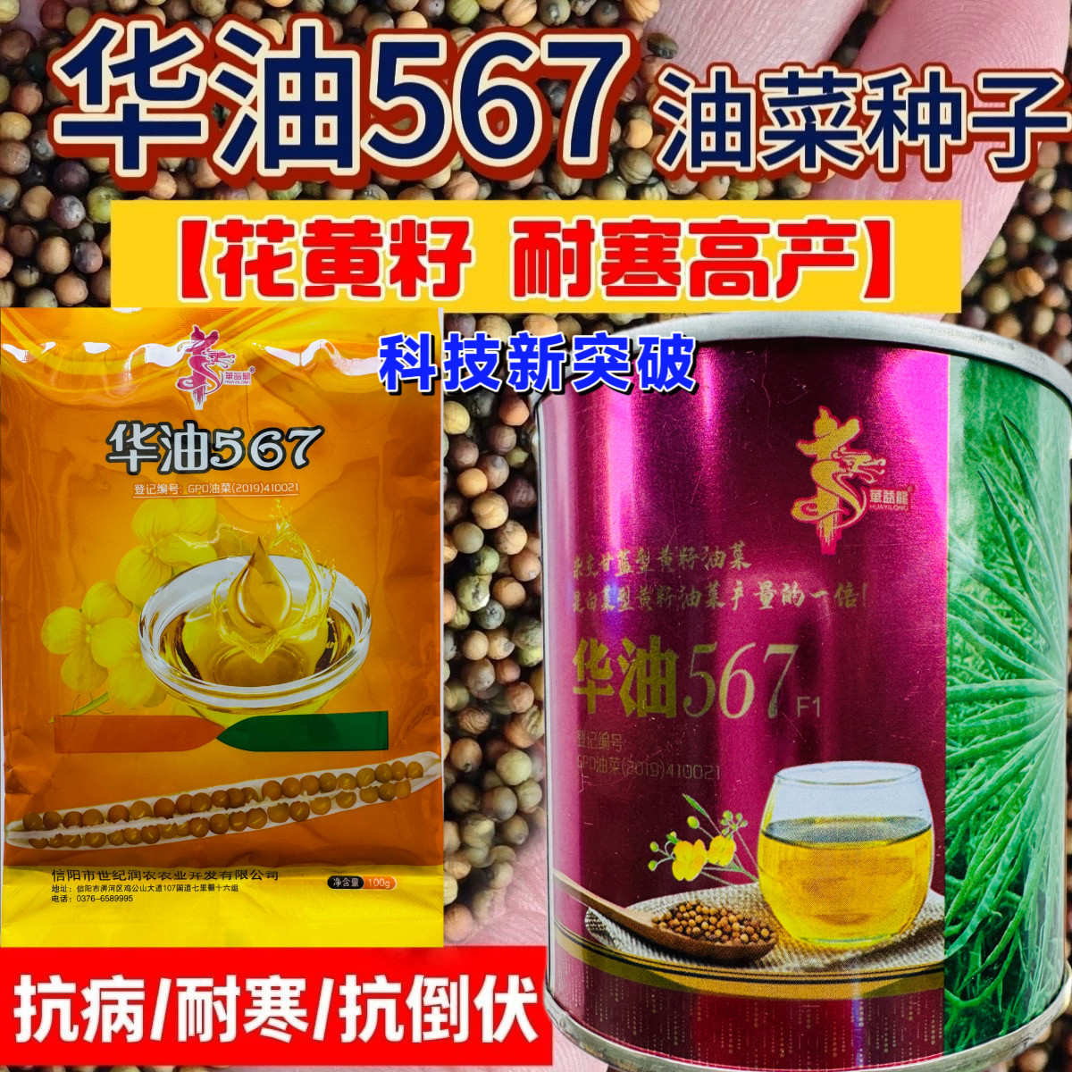 华油567榨油油菜种子甘蓝形油菜籽高油率基地油菜种籽杂交高产种