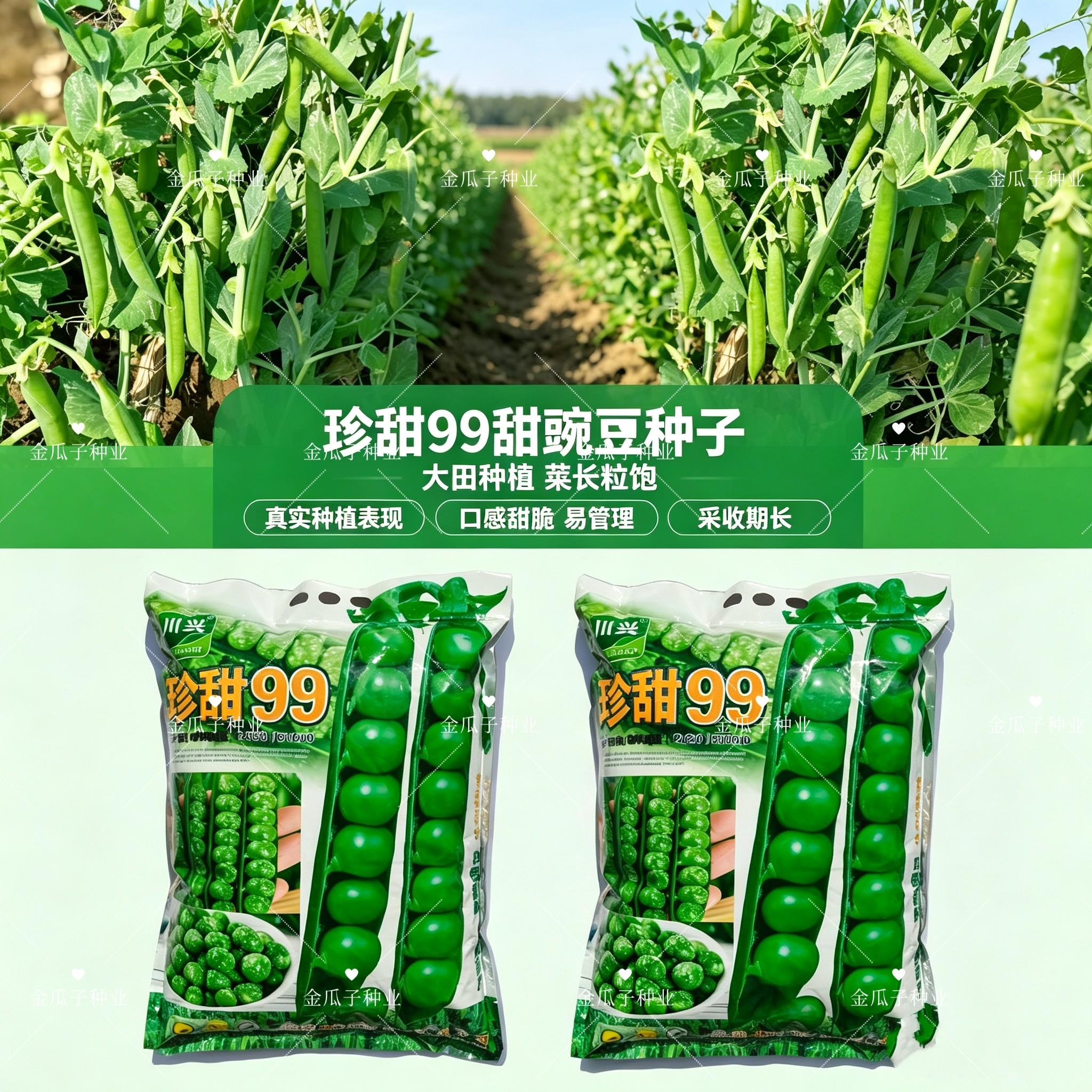 长寿仁豌豆种子珍甜99甜脆青豌豆甜豌豆种籽大荚豆荚种子秋季种植