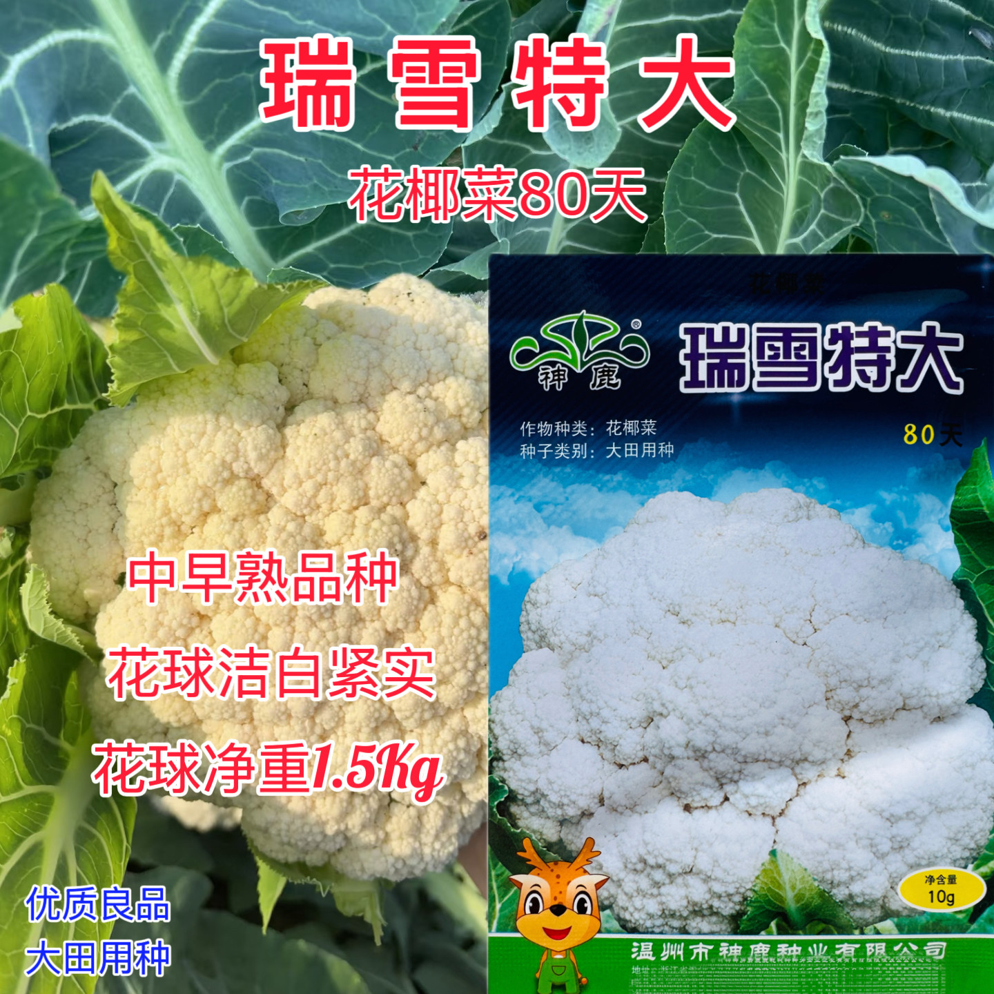 瑞雪特大花椰菜种子80天100天120天抗病高产紧花菜中晚熟松花菜孑