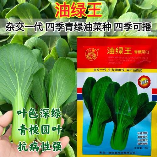 油绿王青梗菜种子矮脚上海青种籽耐菜种速生小白菜种孑秋冬季菜籽