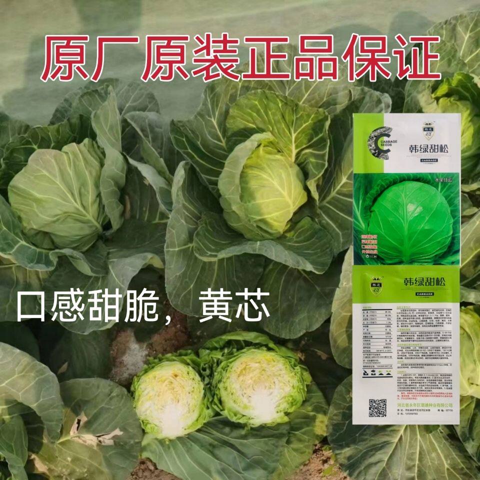 甘蓝种子韩绿甜松水果甘蓝种子脆甜甘兰种籽外球全绿 黄芯脆嫩甜
