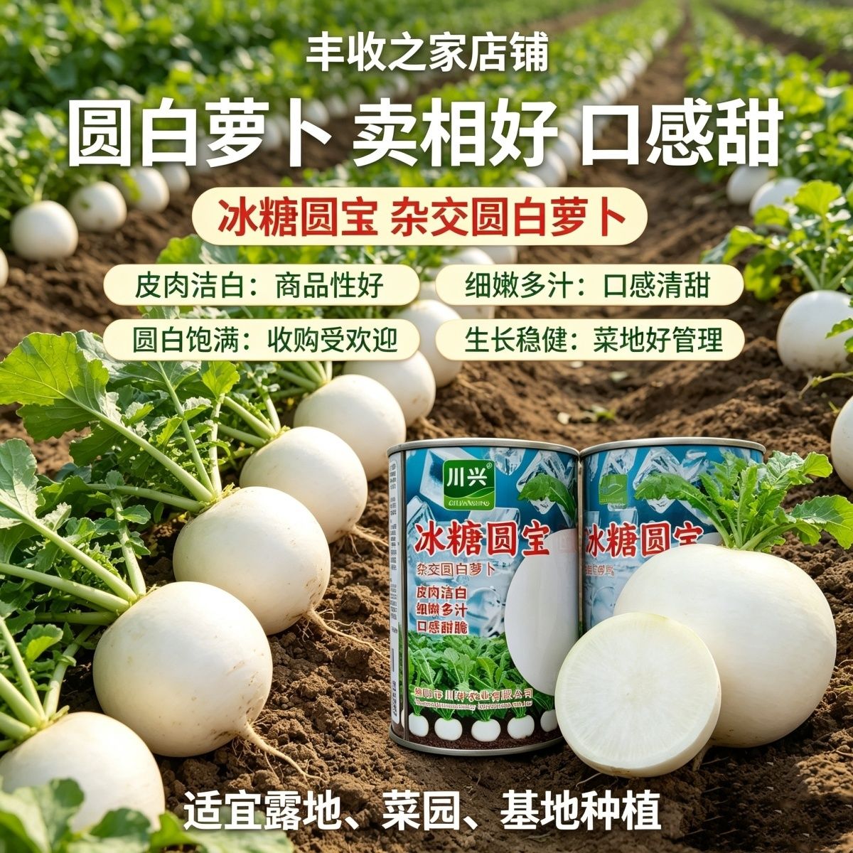 冰糖圆宝白萝卜种子早中熟杂交圆白萝卜板叶肉质细嫩甜脆抗病萝卜
