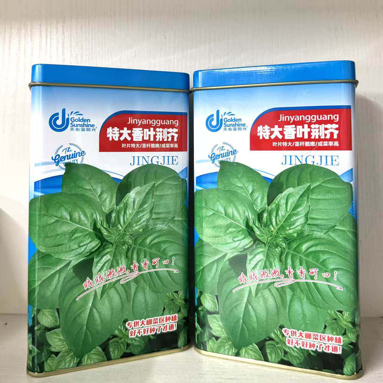 特大香叶荆芥种子茎杆脆嫩清甜叶片厚大成菜率高一罐200克装