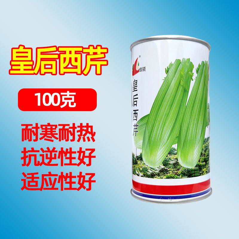 绿领皇后西芹种子早熟西芹品种适应性好芹菜种子籽蔬菜子100克