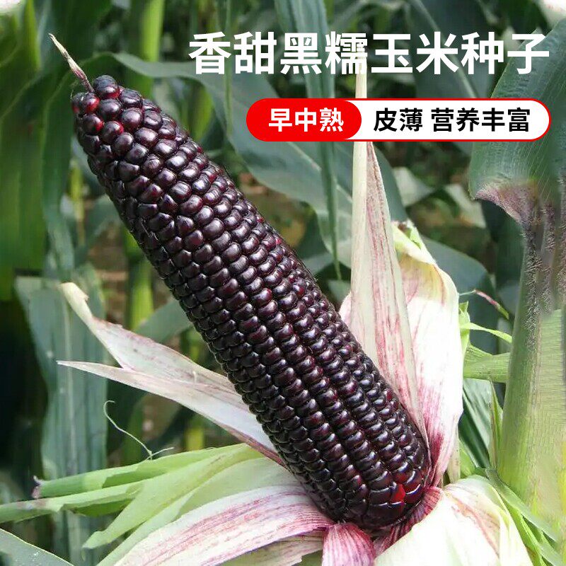 黑甜糯玉米种籽黑糯玉米种子紫玉米四季大田春夏蔬菜种孑非转基因