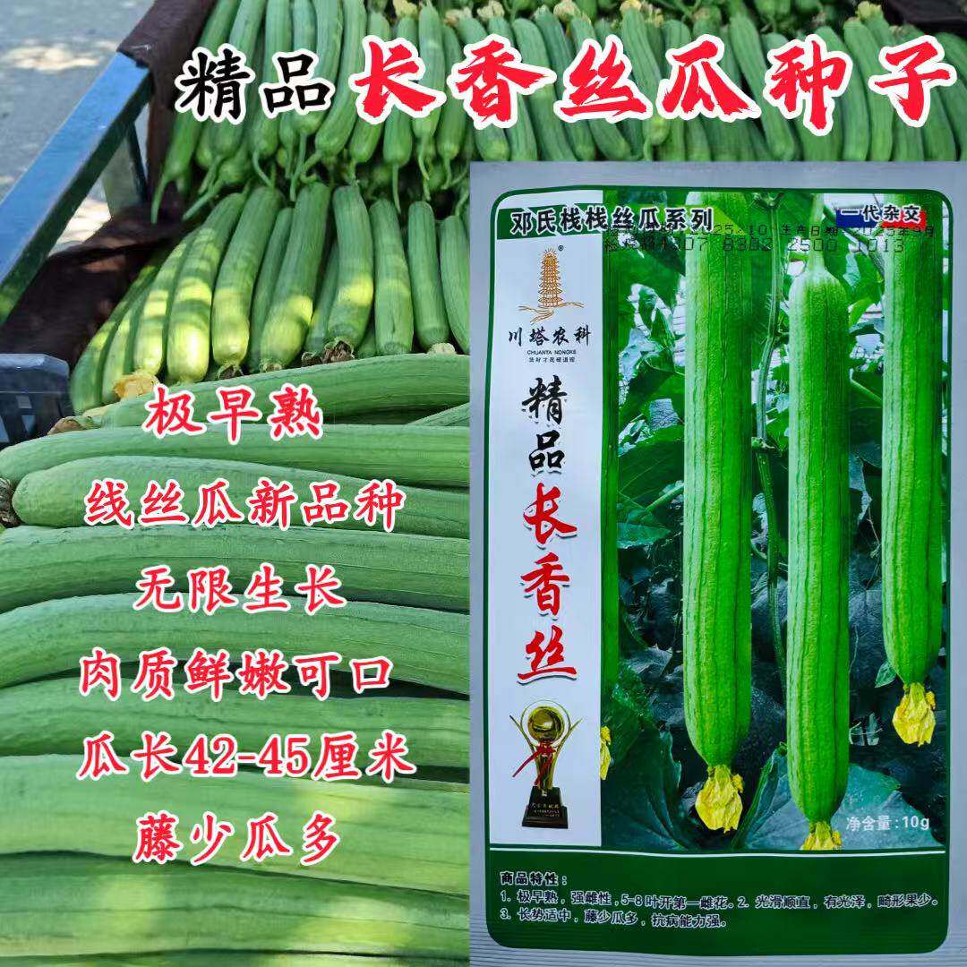 精品长香丝瓜种子早熟高产抗病光滑顺直线丝瓜种籽春秋播蔬菜种子