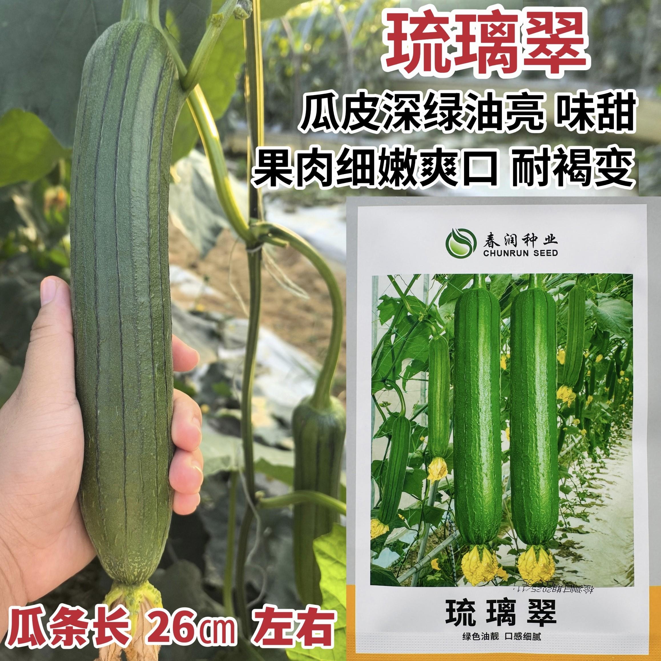 油亮丝瓜种子早熟高产抗病耐热耐湿丝瓜种籽四季播蔬菜瓜果种孑籽