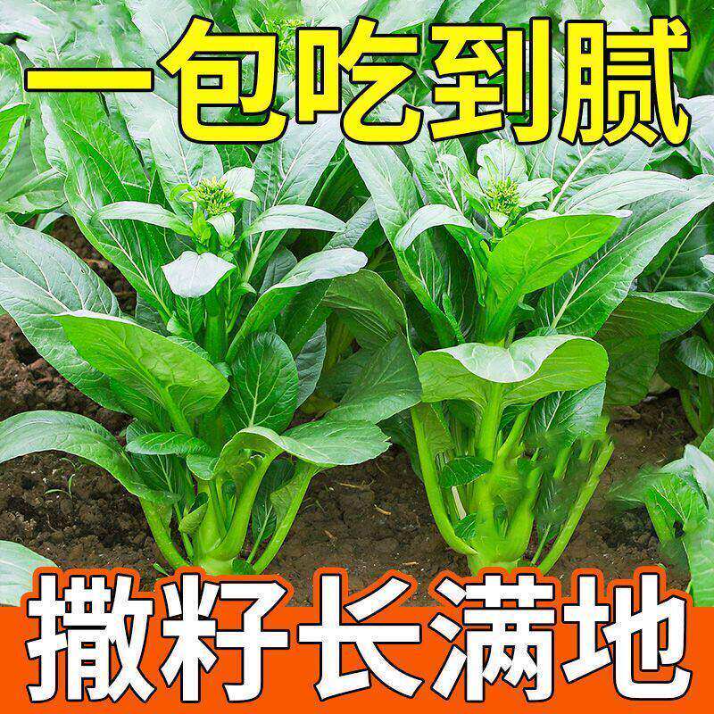 广东四九甜脆菜心速生25天四季常绿菜心种子耐热油青农家青菜苔籽