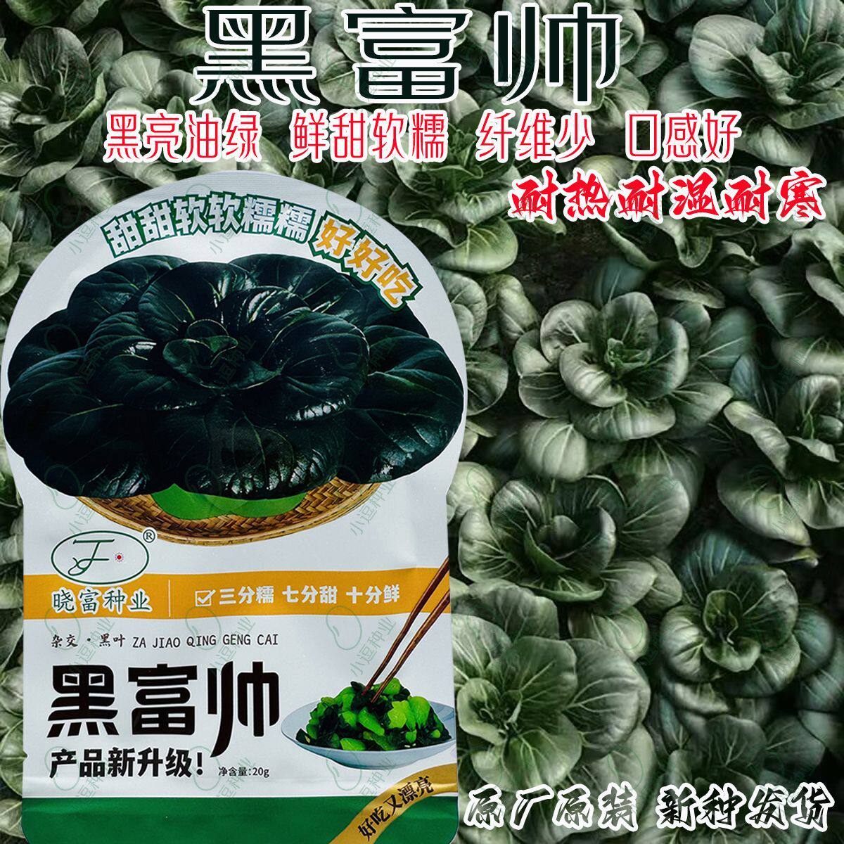 黑富帅杂交黑叶青梗菜种子高产抗逆超矮原装小黑菜小青菜蔬菜种子