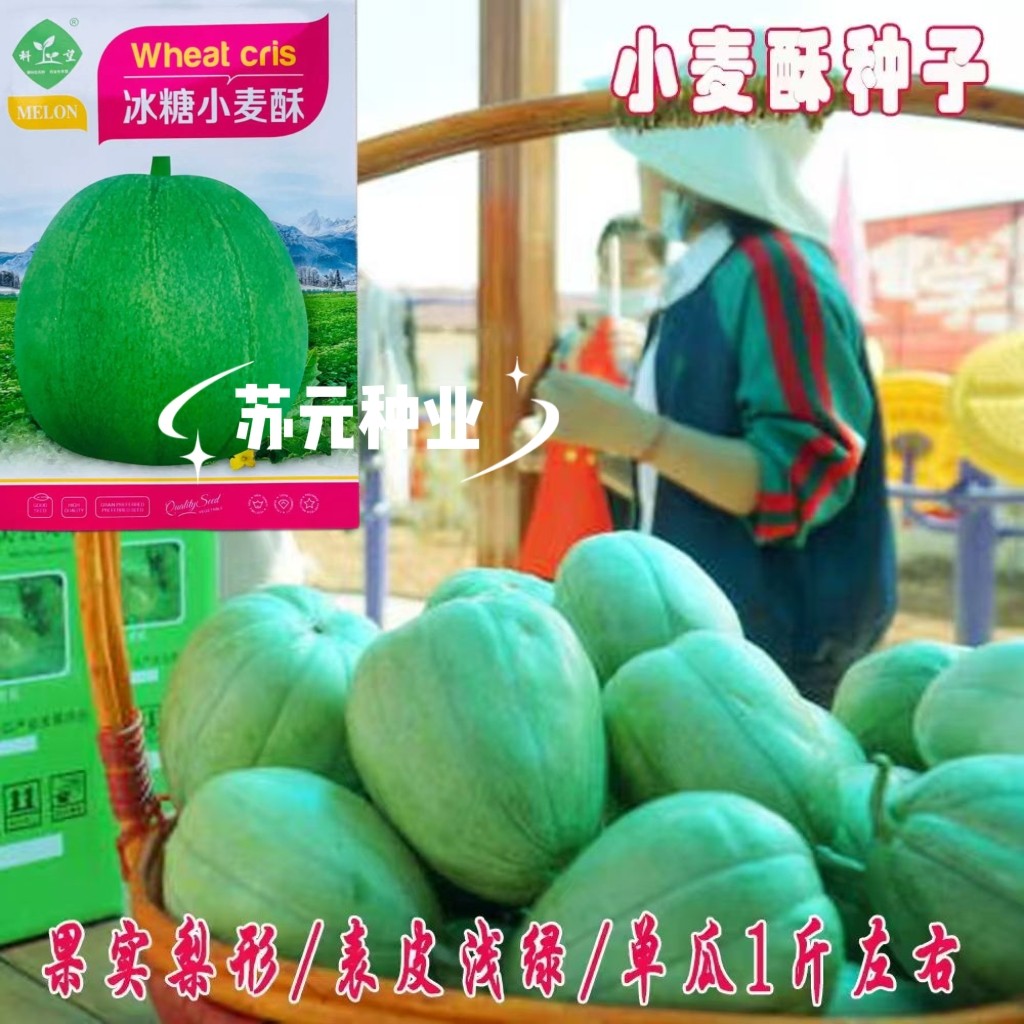 冰糖小麦酥香瓜种籽香甜酥脆水果甜瓜种子薄皮香瓜种春秋蔬菜种孑