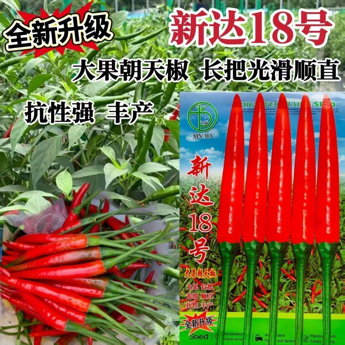 新达18号辣椒种子长把大果朝天椒种子辣味浓郁硬度好鲜红高产抗病