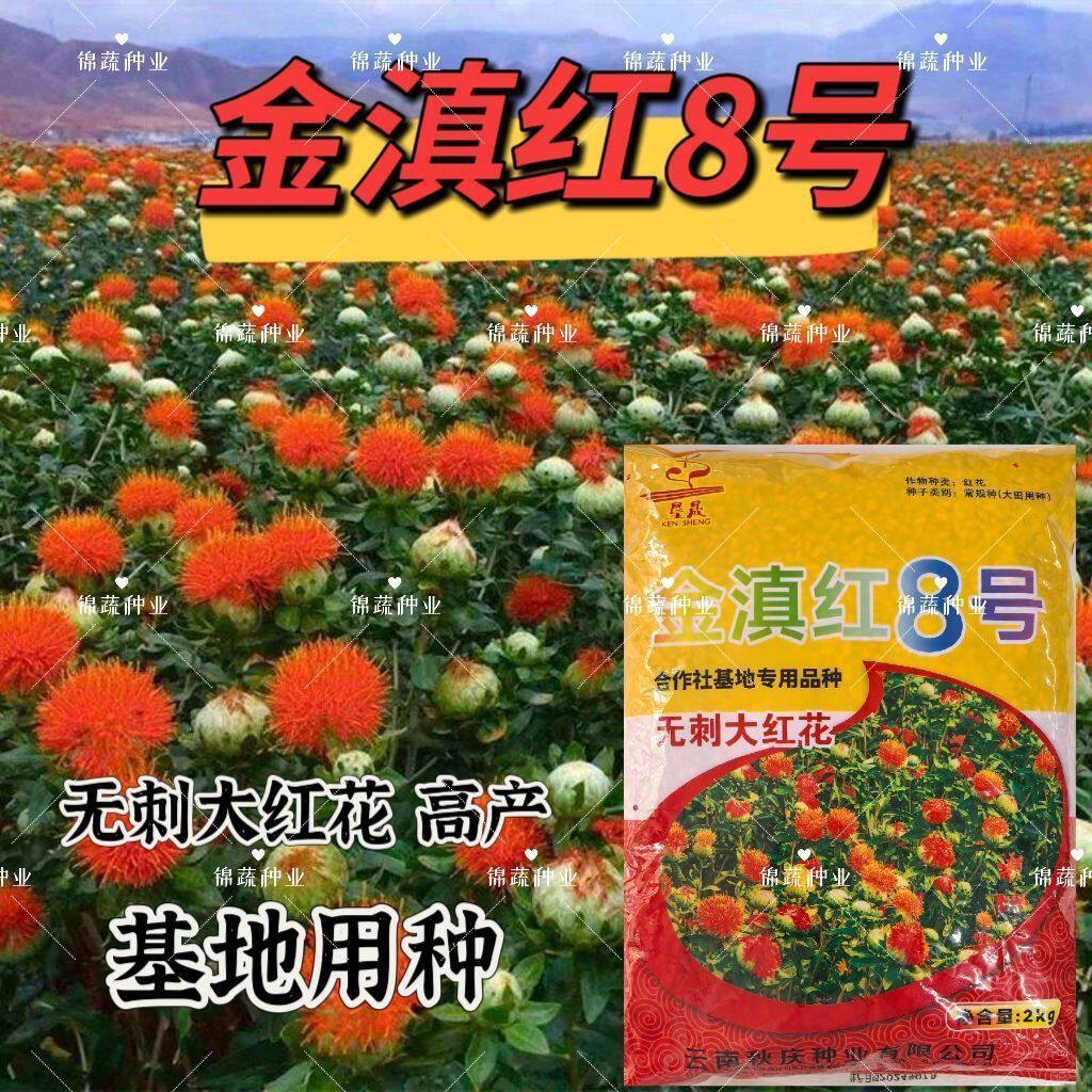 金滇红8号红花种子花朵大无刺花丝长耐寒耐瘠高产草红花种籽种子