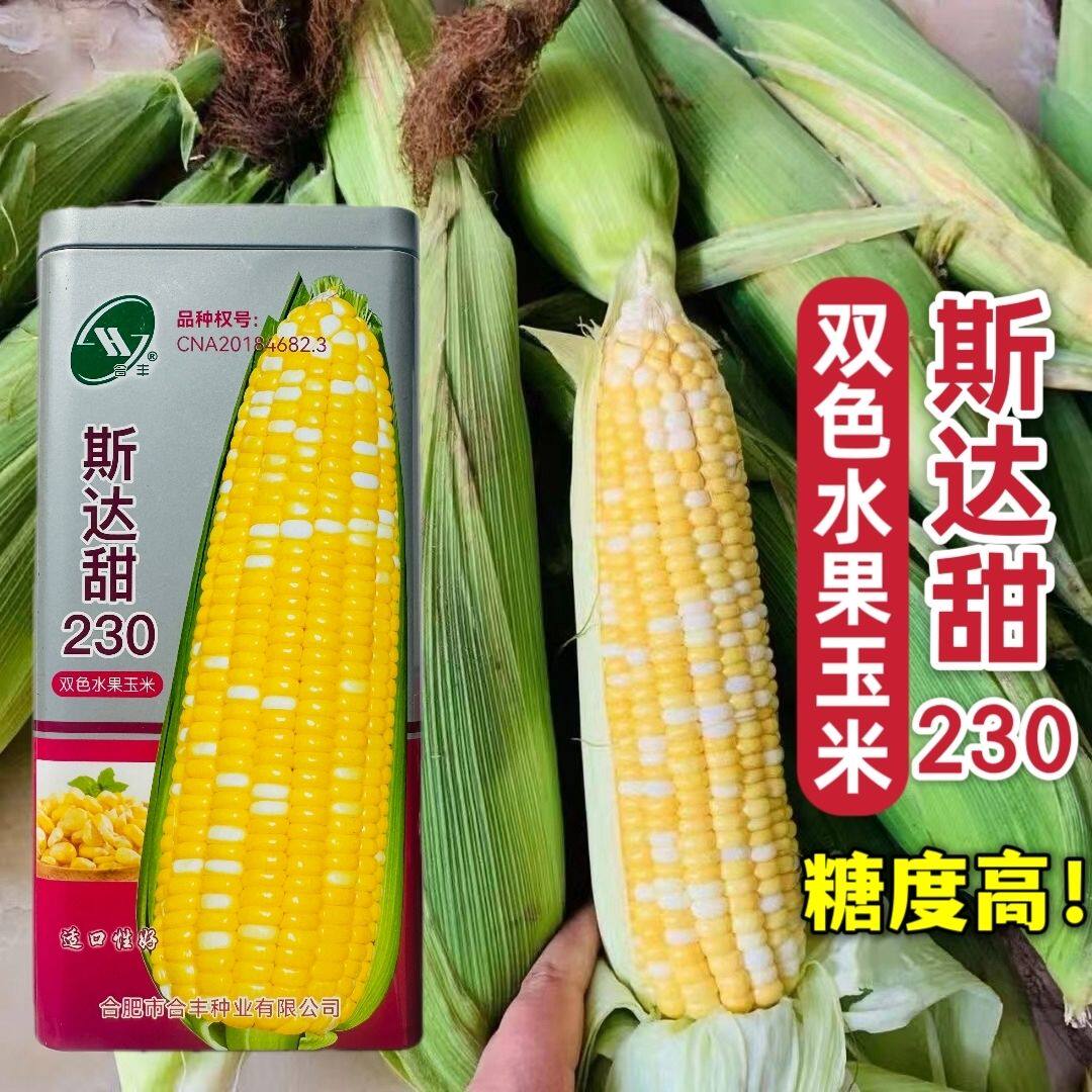 斯达甜230双色水果玉米种子大棒高产甜玉米种籽耐旱春四季糯玉米